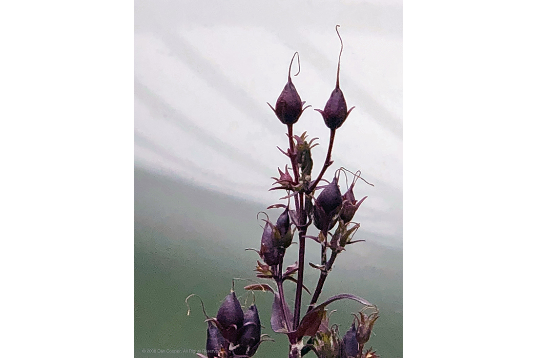 Purple Seed Pods